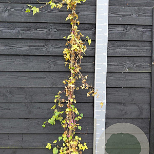 Ampelopsis glandulosa 'Elegans' 150-175 cm vierkant rond 5,5L