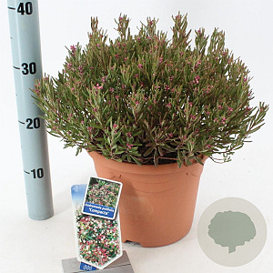 Andromeda polifolia 'Compacta' 25-30 cm 5,0L