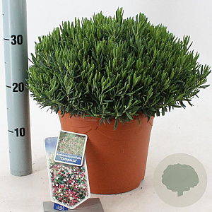 Andromeda polifolia 'Compacta' 25-30 cm 5,0L