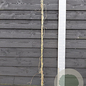 Aristolochia macrophylla 150-175 cm vierkant rond 5,5L