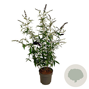Buddleja d. 'Black Knight' 100-125 cm 15L