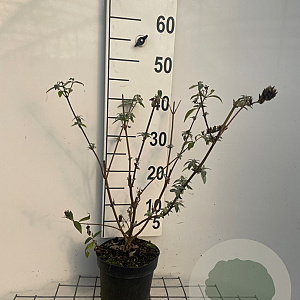 Buddleja d. 'Empire Blue' 40-60 cm 2,0L