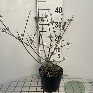 Buddleja d. 'Pink Delight' 40-60 cm 2,0L