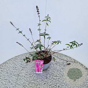 Buddleja d. 'Royal Red' 50-55 cm 3,0L