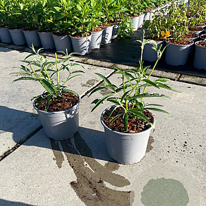 Buddleja d. 'White Profusion' 15-20 cm 2,0L