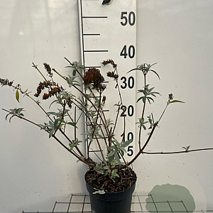 Buddleja d. 'White Profusion' 40-60 cm 2,0L