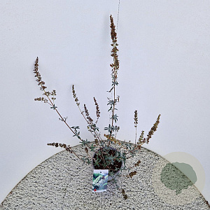 Buddleja d. 'White Profusion' 50-55 cm 3,0L