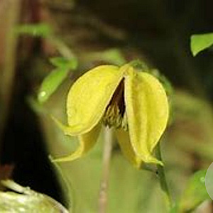 Clematis 'Orange Peel' 80 cm rozenpot 2L