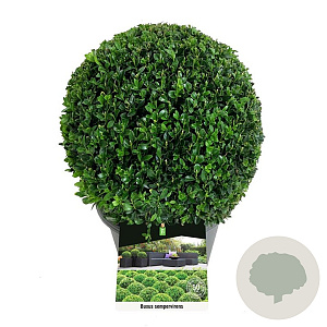 Buxus sempervirens 30 cm op 5,0L bol