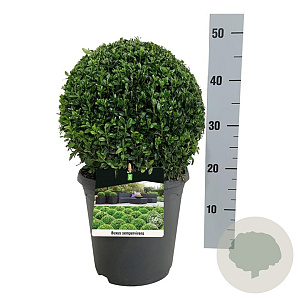 Buxus sempervirens 30 cm op 5,0L bol