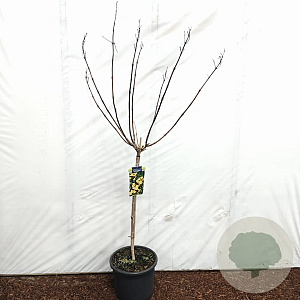 Campsis t. Golden Trumpet 80 cm stam 15L