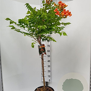 Campsis t. Indian Summer 80 cm stam 15L