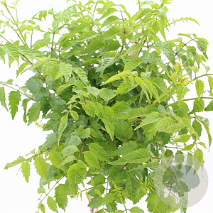 Campsis t. Indian Summer 80 cm stam 15L