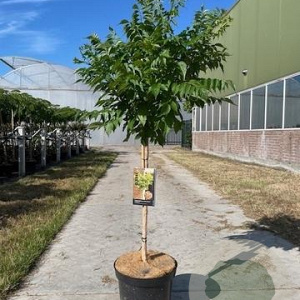 Campsis t. Indian Summer 175-225 12L stam