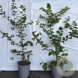 Carpinus betulus 60-80 cm 2,0L