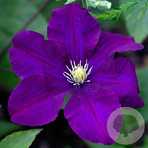 Clematis 'Rasputin' 80 cm rozenpot 2L