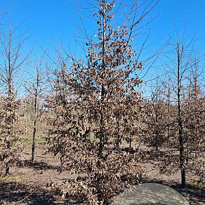 Carpinus betulus 20-25 HO draadkluit geveerd
