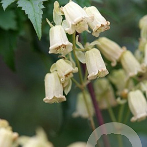 Clematis rehderiana 80 cm rozenpot 2L