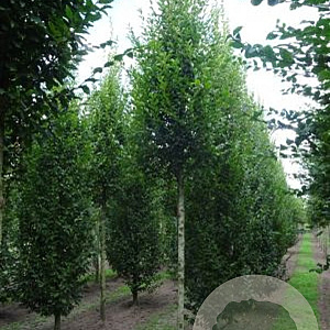 Carpinus bet. 'Fastigiata' 30-35 HO draadkluit 250 cm stam