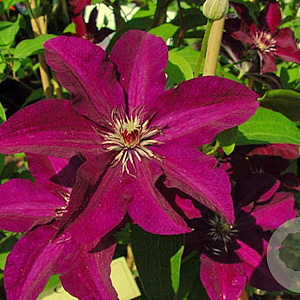 Clematis 'Stasik' 80 cm rozenpot 2L