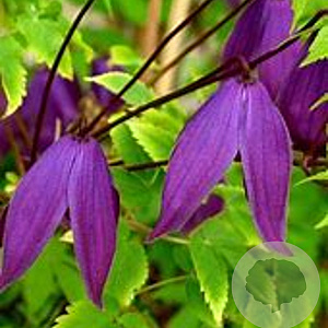 Clematis 'Tage Lundell' 80 cm rozenpot 2L