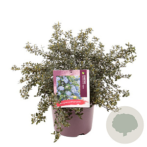 Ceanothus thyrsiflorus repens 30-40 cm 7,5L