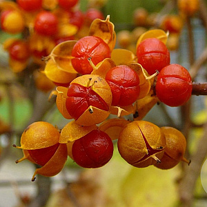 Celastrus orb. 'Hermaphroditus' 150-175 cm vierkant rond 5,5L