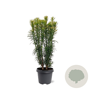 Cephalotaxus h. 'Korean Gold' 40-50 cm 5,0L