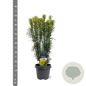 Cephalotaxus h. 'Korean Gold' 40-50 cm 5,0L