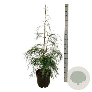 Chamaecyparis l. 'Drooping Solo' 100-125 cm 15L