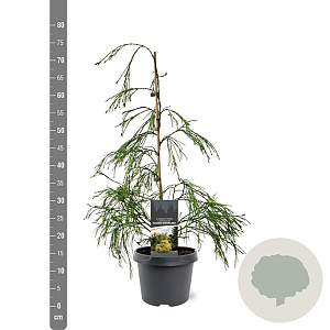 Chamaecyparis l. 'Filip's G. Spr.' 40-50 cm 3,0L