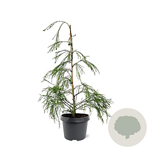 Chamaecyparis l. 'Filip's G. Spr.' 40-50 cm 3,0L