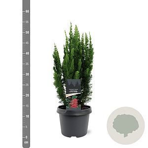 Chamaecyparis l. 'Little Spire' 30-40 cm 3,0L