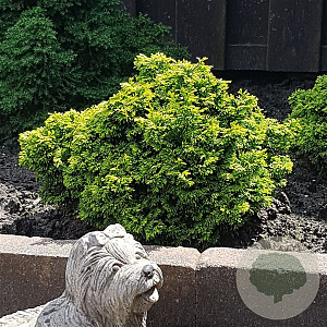 Chamaecyparis o. 'Butterball' 15-20 cm 3,0L