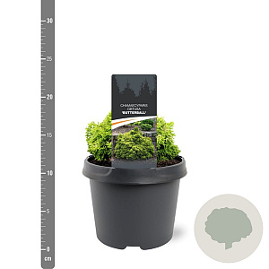 Chamaecyparis o. 'Butterball' 15-20 cm 3,0L