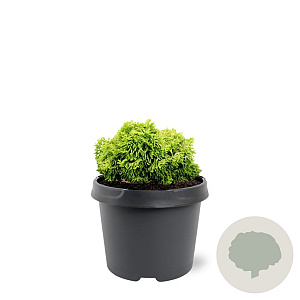 Chamaecyparis o. 'Butterball' 15-20 cm 3,0L