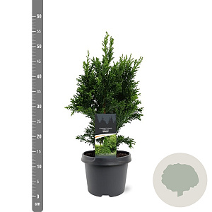Chamaecyparis o. 'Drath' 30-40 cm 3,0L