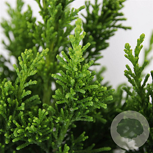 Chamaecyparis o. 'Drath' 30-40 cm 3,0L