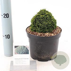 Chamaecyparis o. 'Juniperoides' 12-15 cm 2,0L