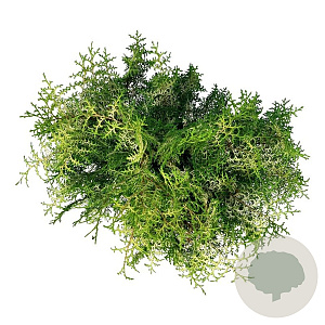 Chamaecyparis o. 'Lucas' 40-50 cm 6L