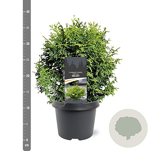 Chamaecyparis o. 'Melody' 20-25 cm 3,0L