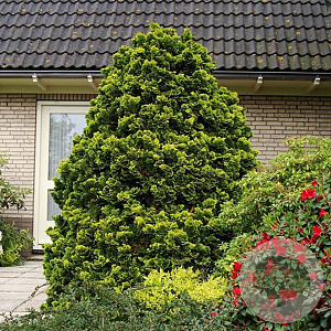 Chamaecyparis o. 'Nana Aurea' 20-25 cm 3,0L