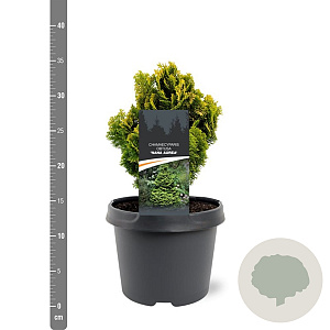 Chamaecyparis o. 'Nana Aurea' 20-25 cm 3,0L