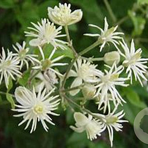 Clematis vitalba 175-200 cm 20L 3 stok