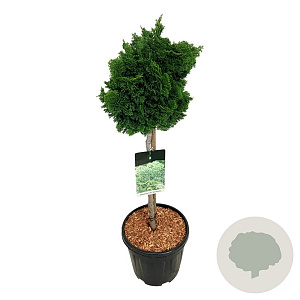Chamaecyparis o. 'Nana Gracilis' 50 cm stam 15L
