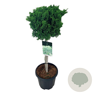 Chamaecyparis o. 'Nana Gracilis' 60 cm stam 15L