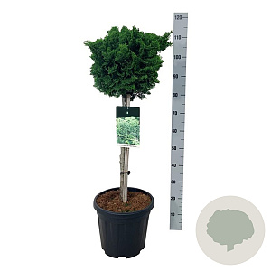 Chamaecyparis o. 'Nana Gracilis' 60 cm stam 15L