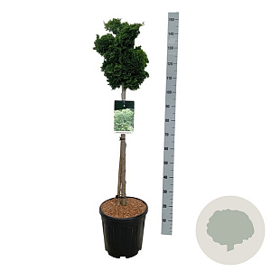 Chamaecyparis o. 'Nana Gracilis' 80 cm stam 15L