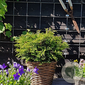 Chamaecyparis o. 'Pygmaea' 25-30 cm 3,5L