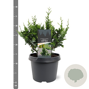 Chamaecyparis p. 'Teddy Bear' 20-25 cm 3,0L